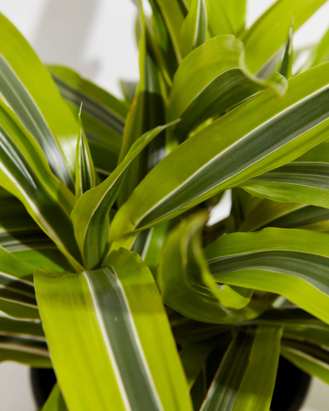 dracaena lime plant care Dracaena Warneckii Lemon Lime For Sale Including Care Guide
