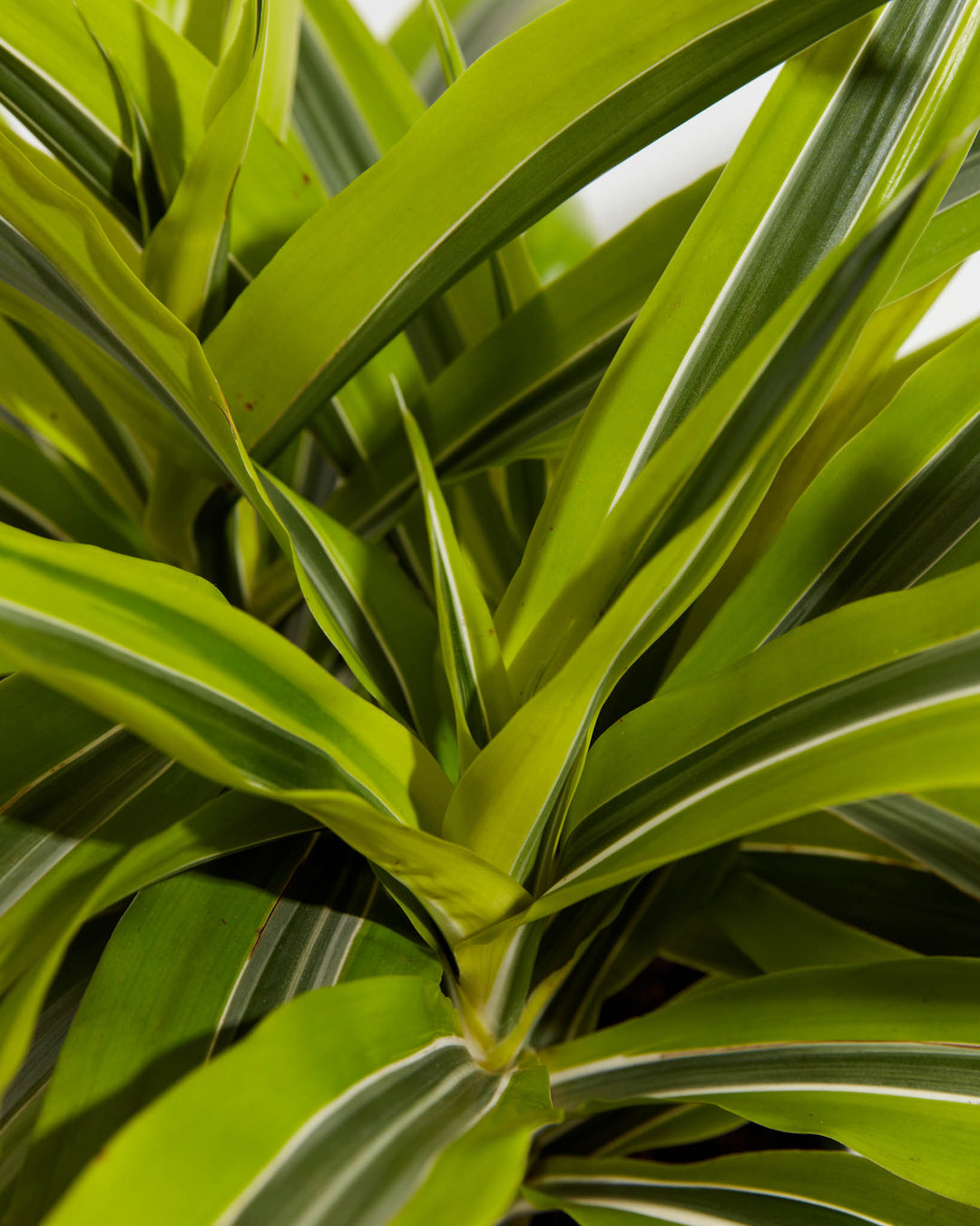 dracaena warneckii benefits Dracaena Lemon Lime