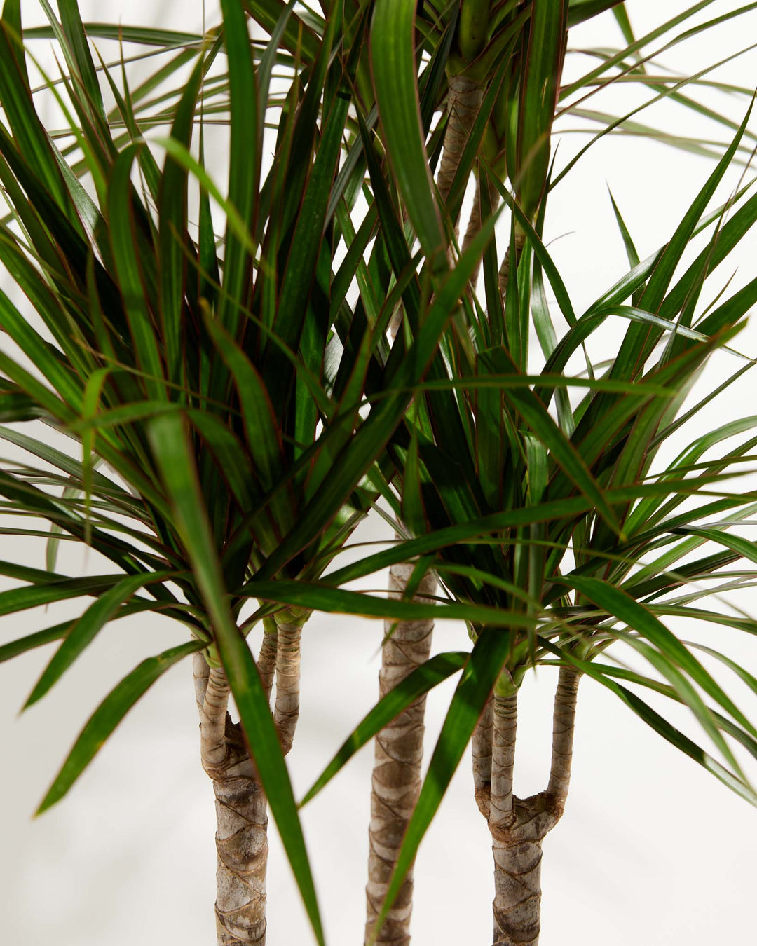 red-edged dracaena or dragon tree Dracaena Marginata For Sale (Dragon Tree) With Care Guide