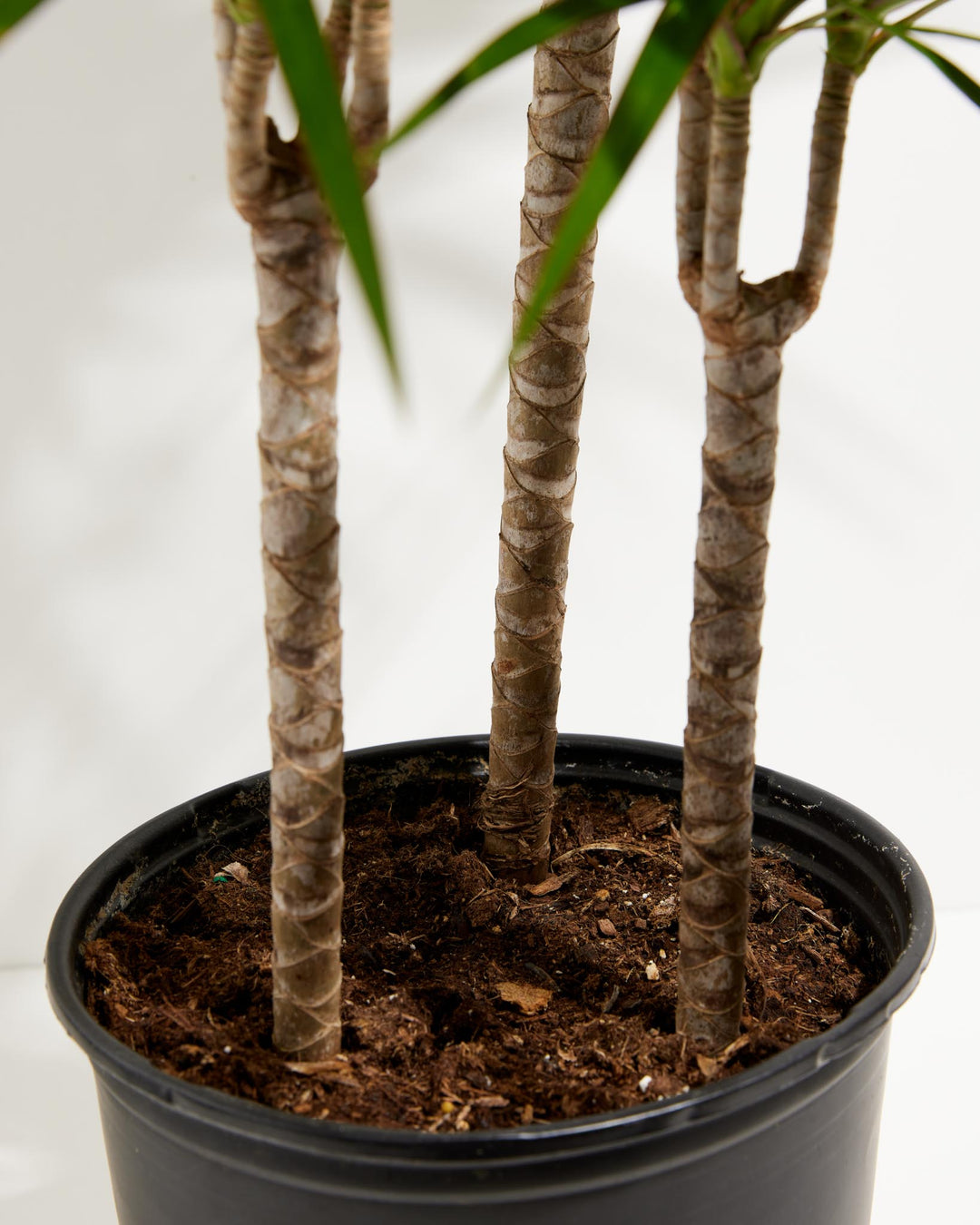 dracaena marginata plant food Dracaena Marginata (Dragon Tree Plant)