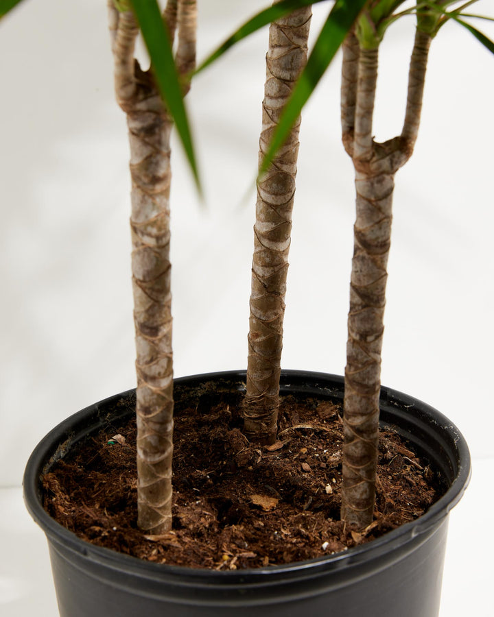potting soil for dracaena marginata Dracaena Marginata For Sale (Dragon Tree) With Care Guide