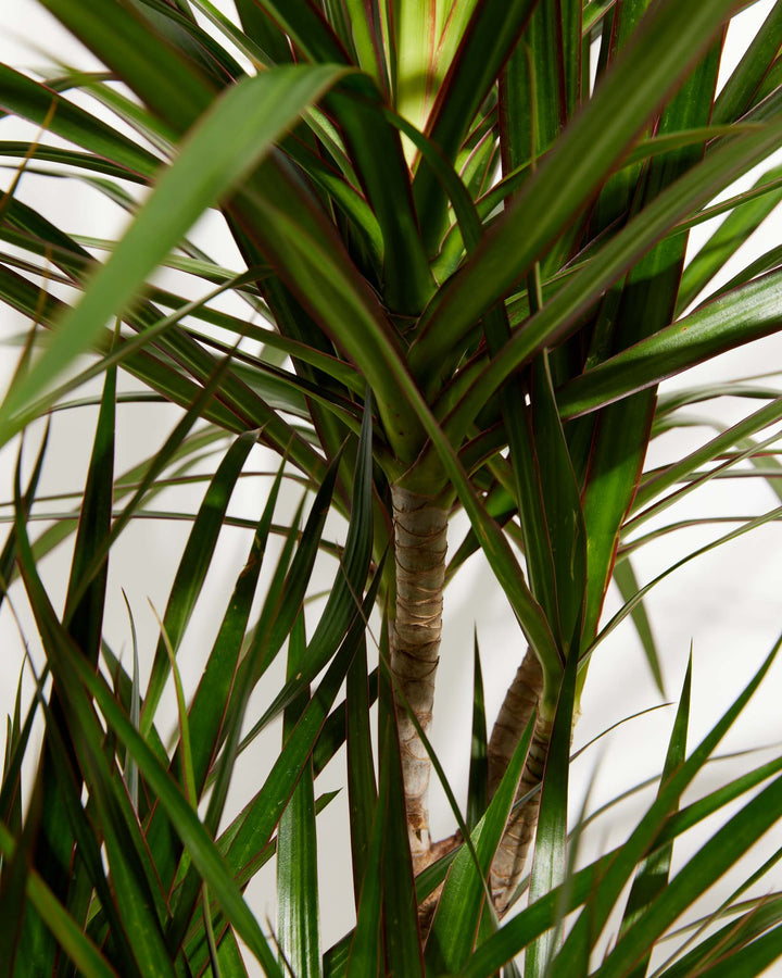 dracaena bitkisi Dracaena Marginata (Dragon Tree Plant)