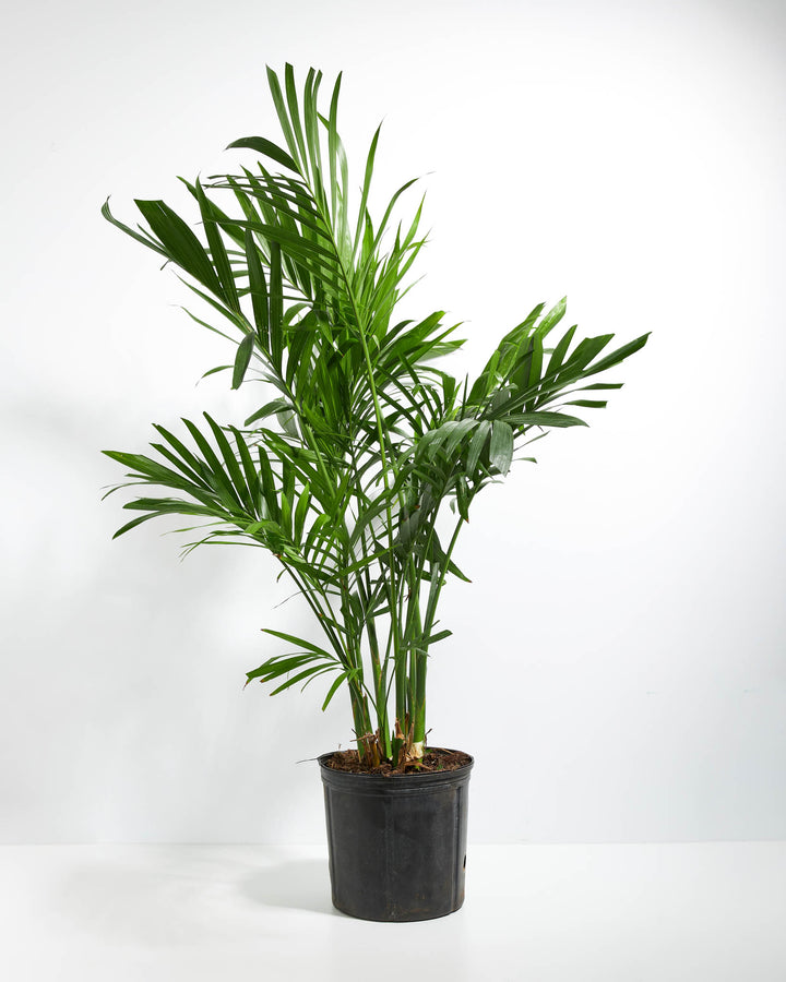 white palm tree plant Areca Palm Tree for Sale