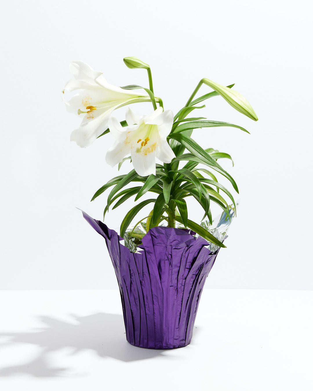 easter lily flower essence Bountiful White Easter Lily