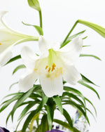 Easter Lily Featured Image
