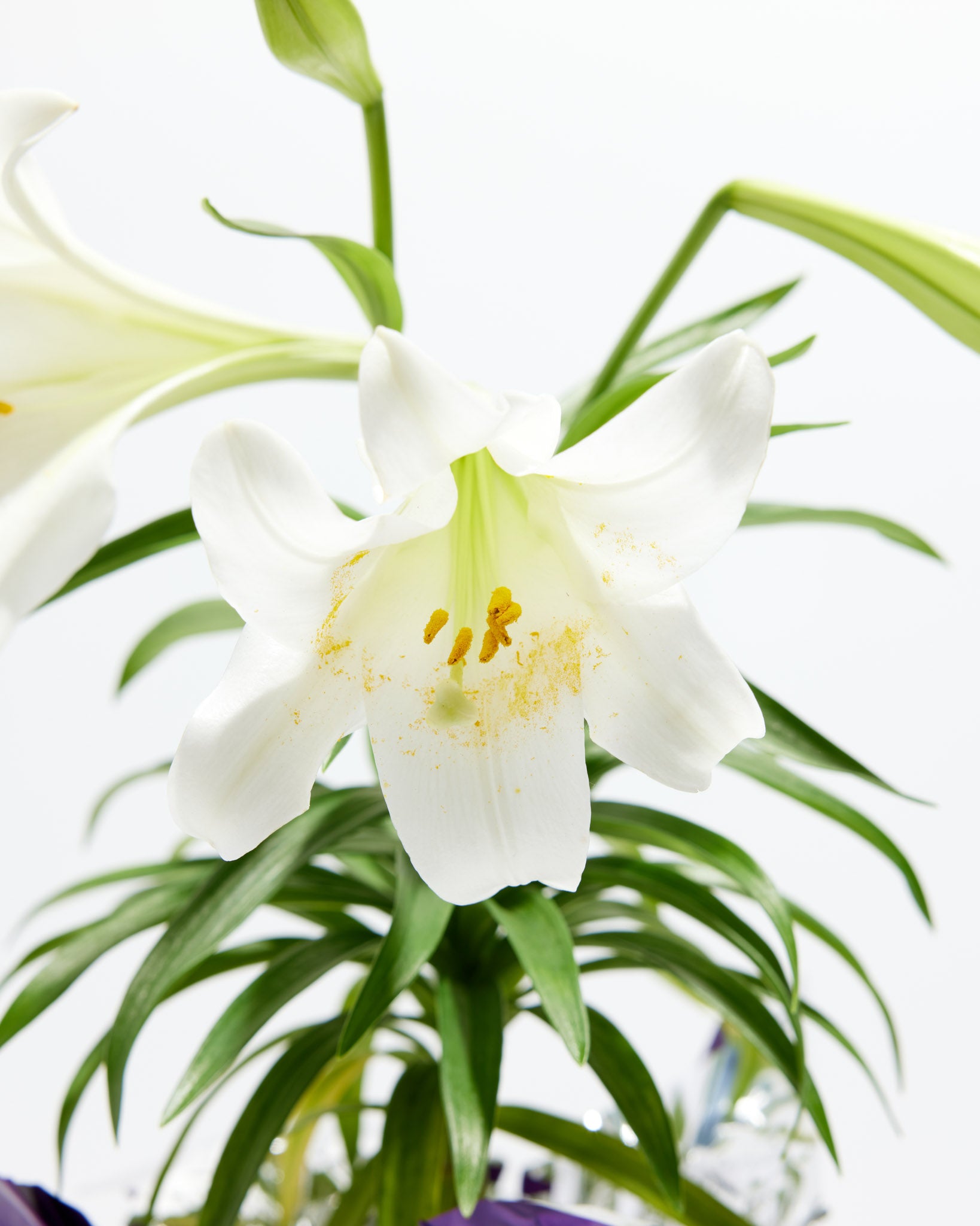 white lilies easter Bountiful White Easter Lily