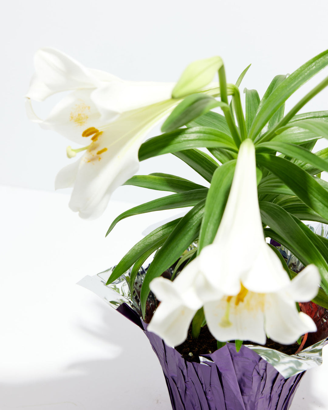 white easter lilies Bountiful White Easter Lily