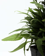 Echinacea Sun Magic Lavender Featured Image