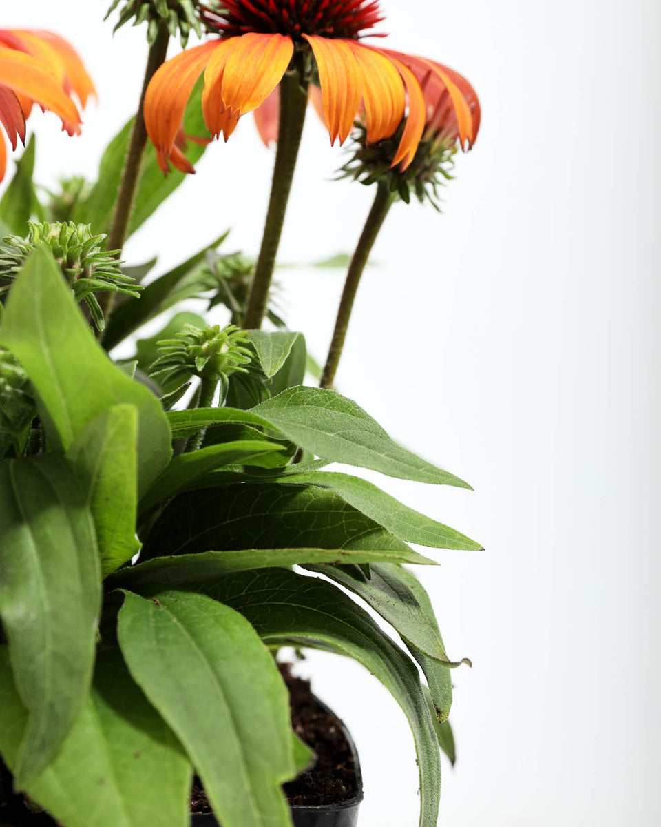 Echinacea Sun Magic Orange Featured Image