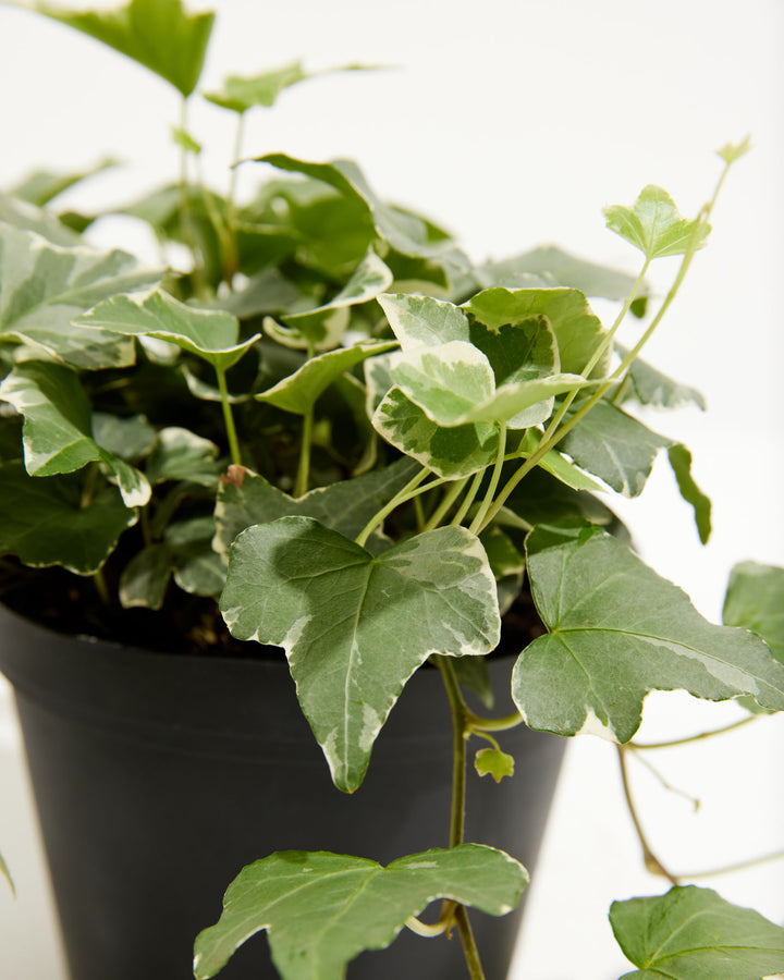 is english ivy a succulent English Ivy Glacier