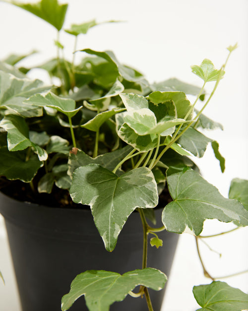 Variegated English Ivy Glacier | Hanging Plants | Lively Root