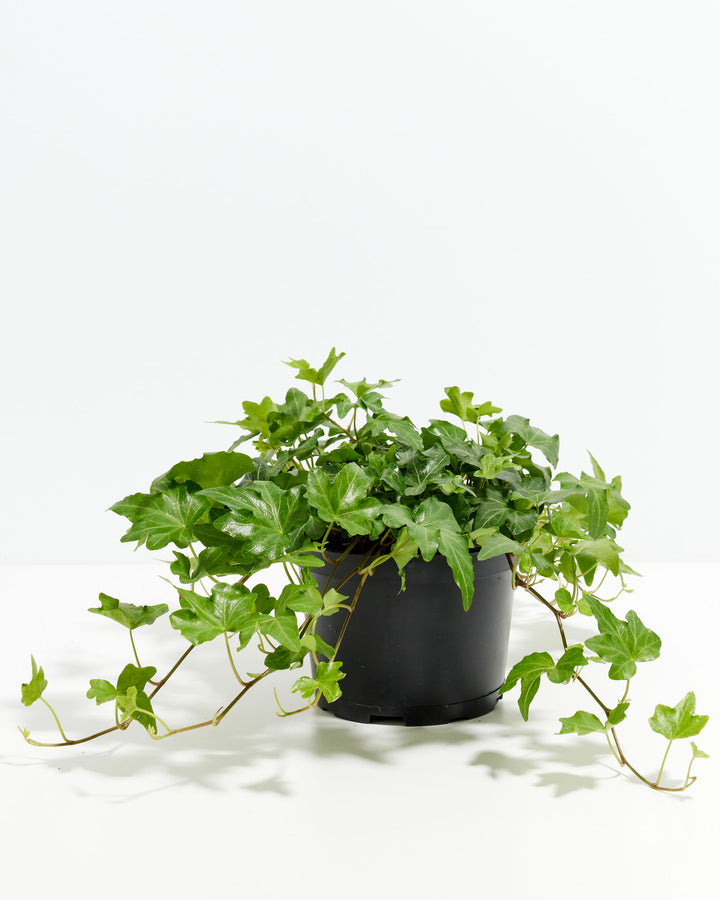 best indoor ivy plants English Ivy For Sale (Hedera helix)
