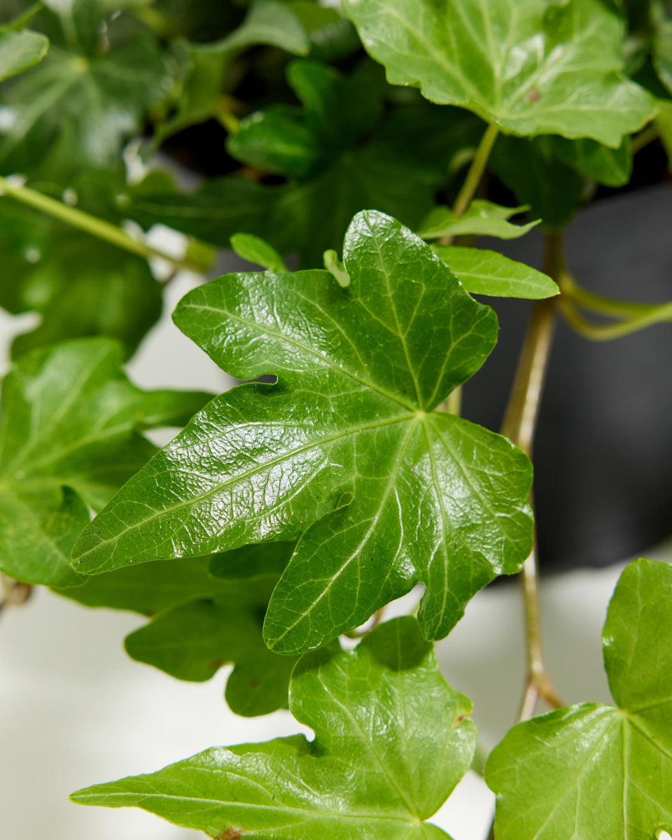 English Ivy Plant (Hedera helix) Featured Image