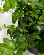 English Ivy Green Ideal Featured Image