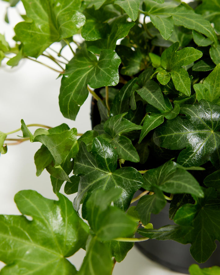 trailing ivy plant indoor English Ivy For Sale (Hedera helix)