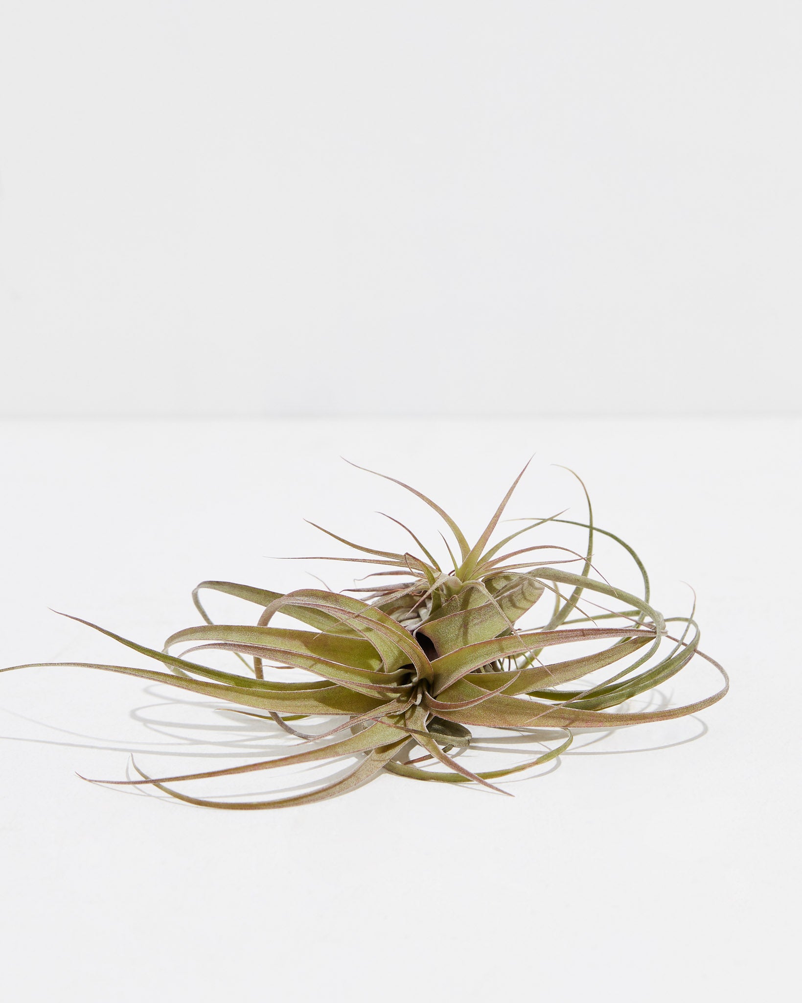 Eric Knobloch (Streptophylla x brachycaulos) Air Plant