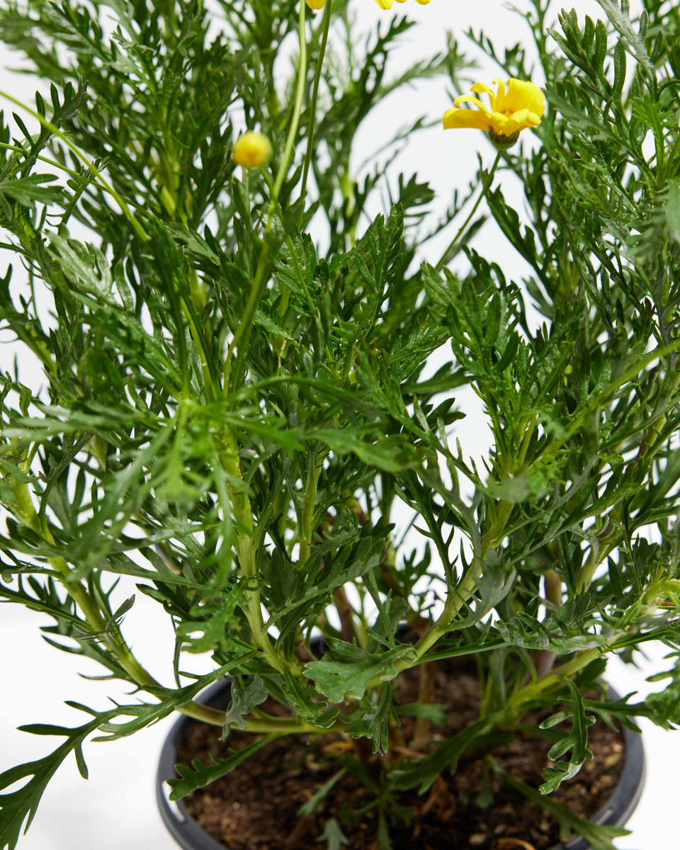 Yellow Bush Daisy Featured Image