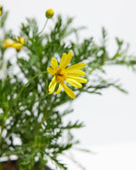 Yellow Bush Daisy Featured Image