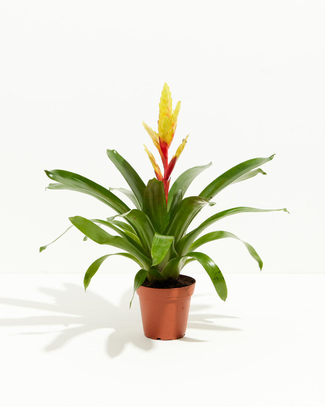 vriesea indoor plant Vriesea Splendens For Sale, Care Guide & Growing Tips