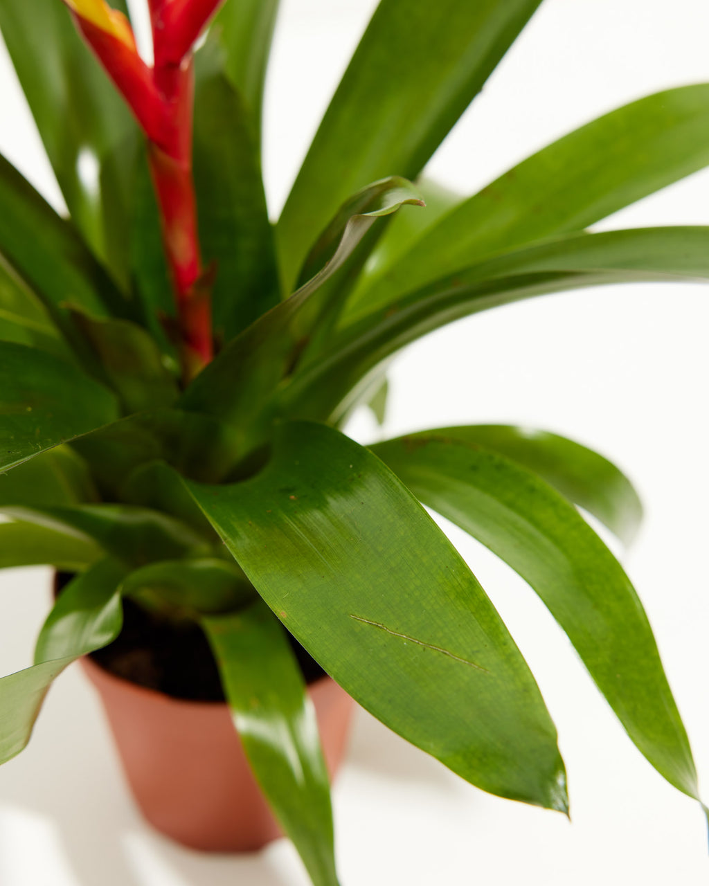 Red | & Indoor Evita Vriesea | Plants Bromeliad Yellow |