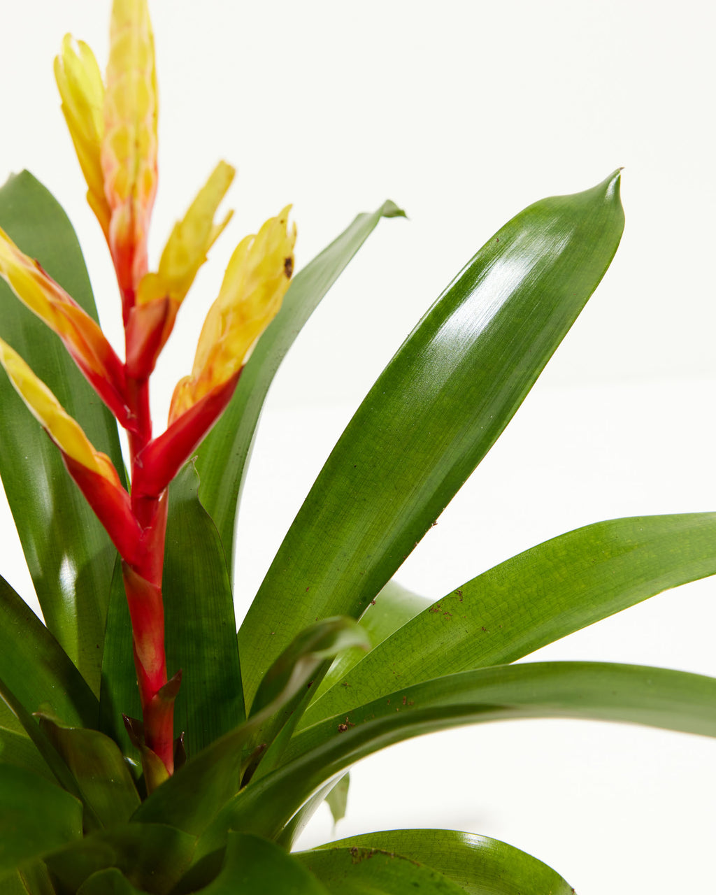 Evita Vriesea | Bromeliad | Indoor Plants | Yellow & Red