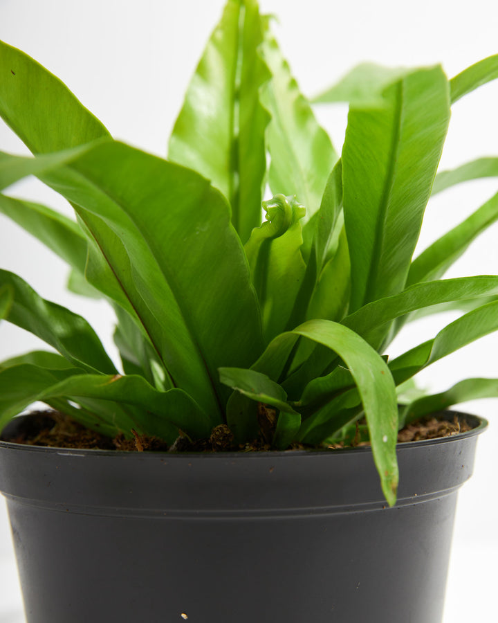 bird nest fern make own food Japanese Bird's Nest Fern | Ferns for Sale