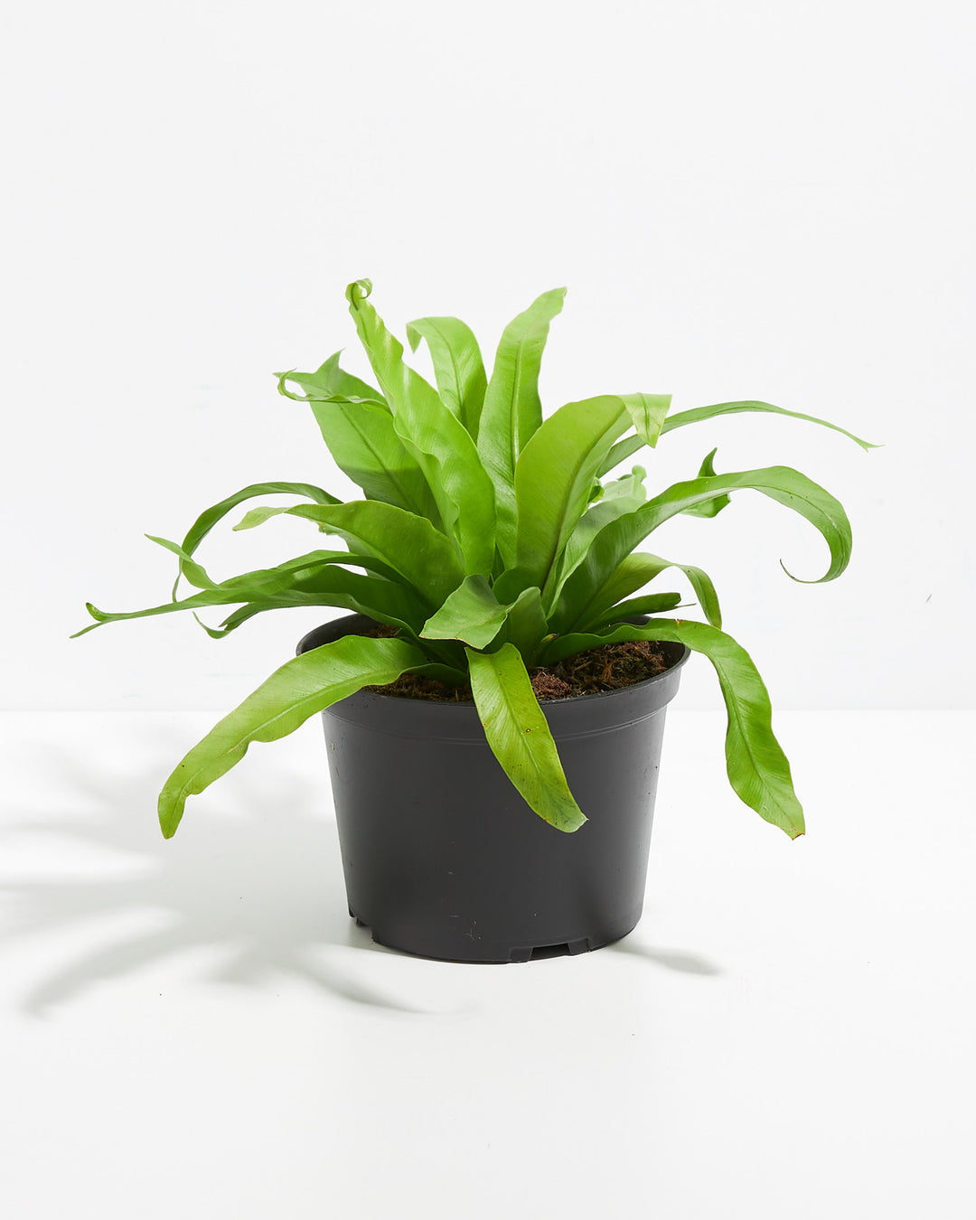 baby bird nest fern Japanese Bird's Nest Fern | Ferns for Sale