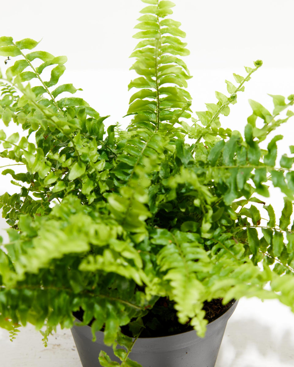 Fern Chester Featured Image