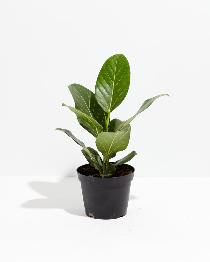 Ficus Audrey, Lively Root, Plant, Size, Medium, , 