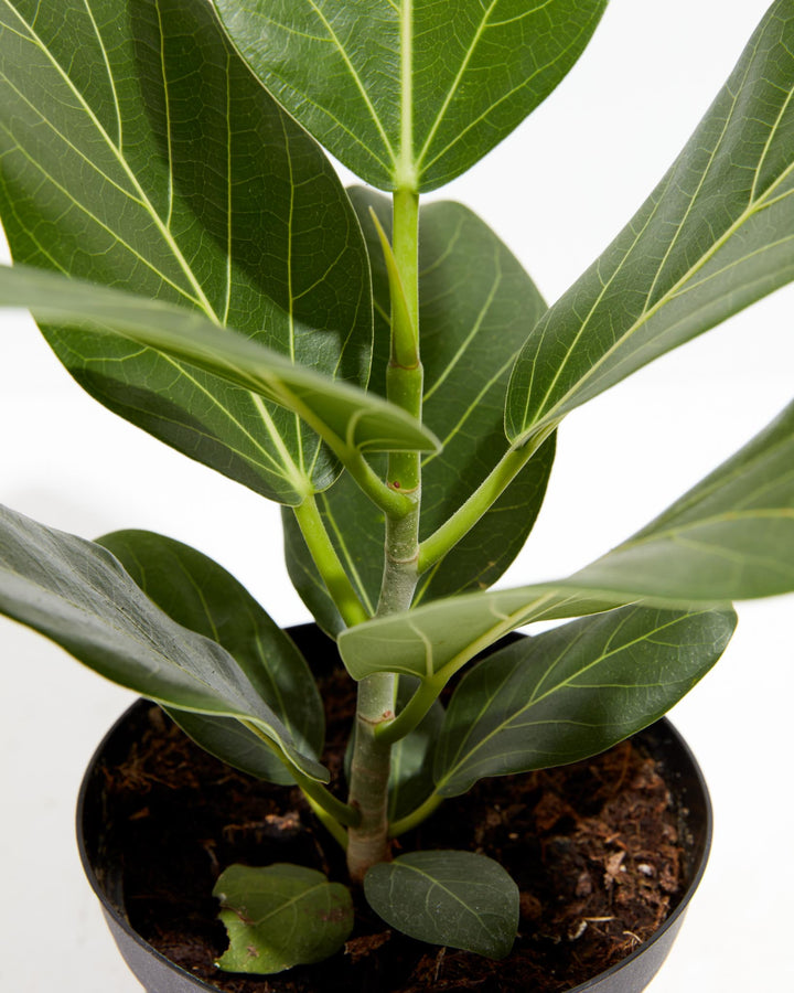 Ficus Audrey, Lively Root, Plant, , , , 