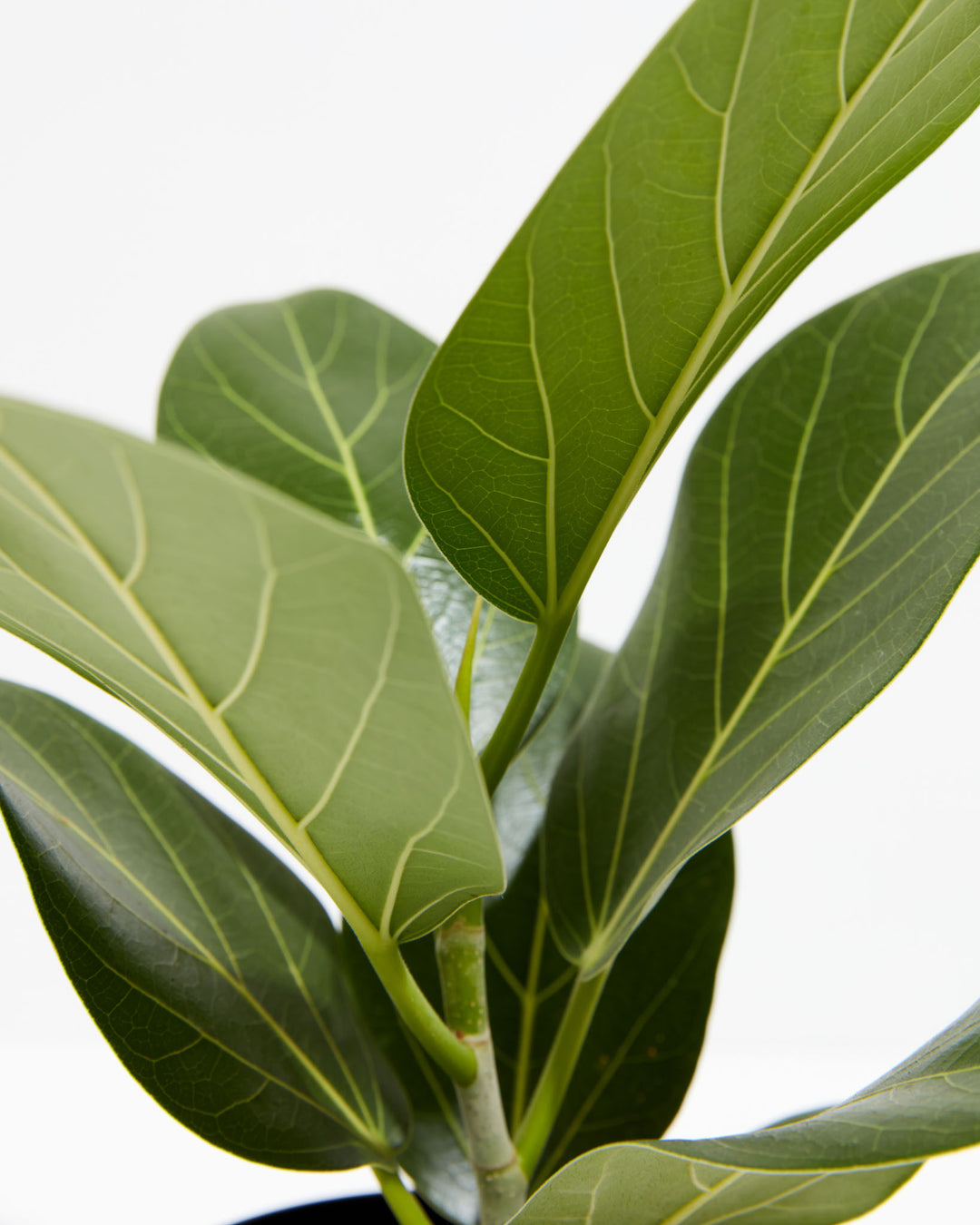 Ficus Audrey, Lively Root, Plant, , , , 