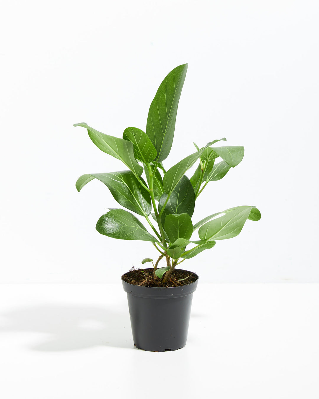 Ficus Audrey