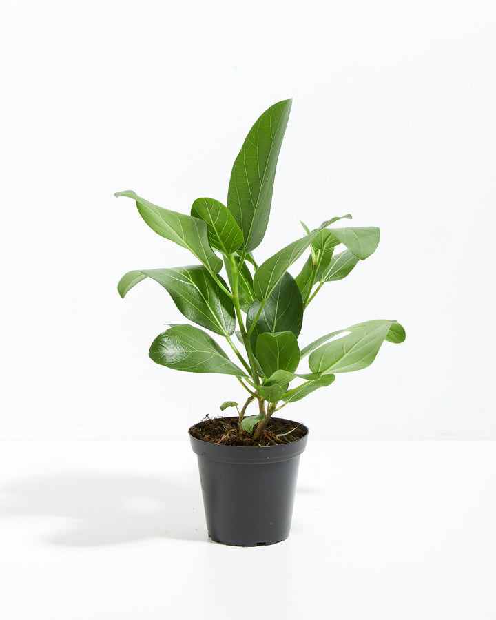 Ficus Audrey