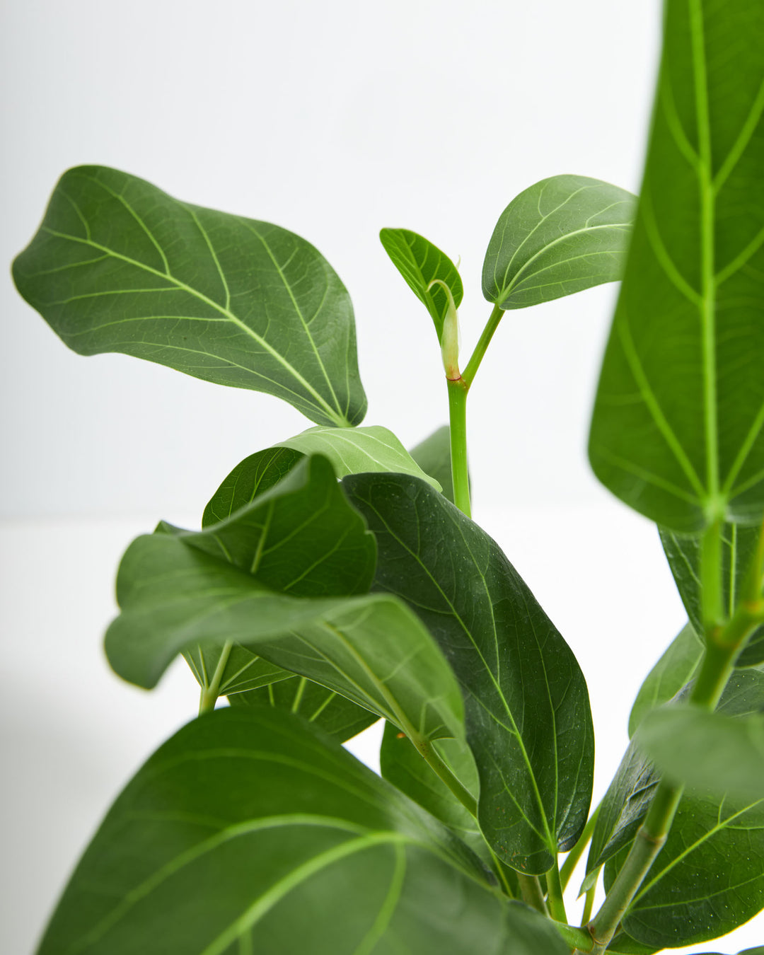 audrey ficus dropping leaves Ficus Audrey For Sale, Including Care Guide & Growing Tips