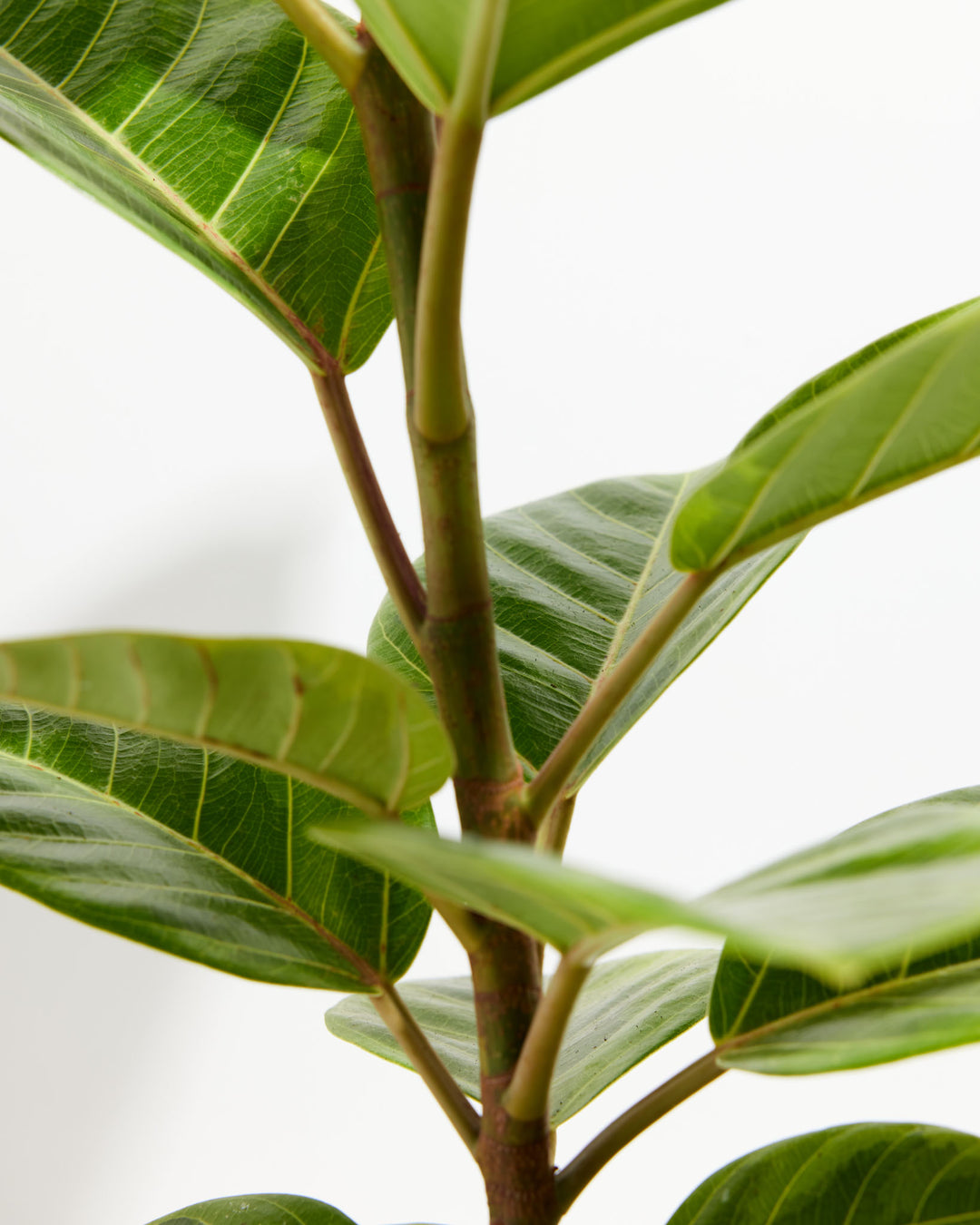 Ficus Audrey, Lively Root, Plant, , , , 