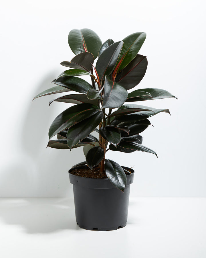 Ficus Elastica - Burgundy Rubber Tree
