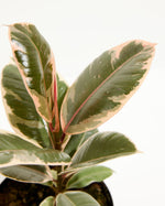 Ficus elastica Tineke Featured Image