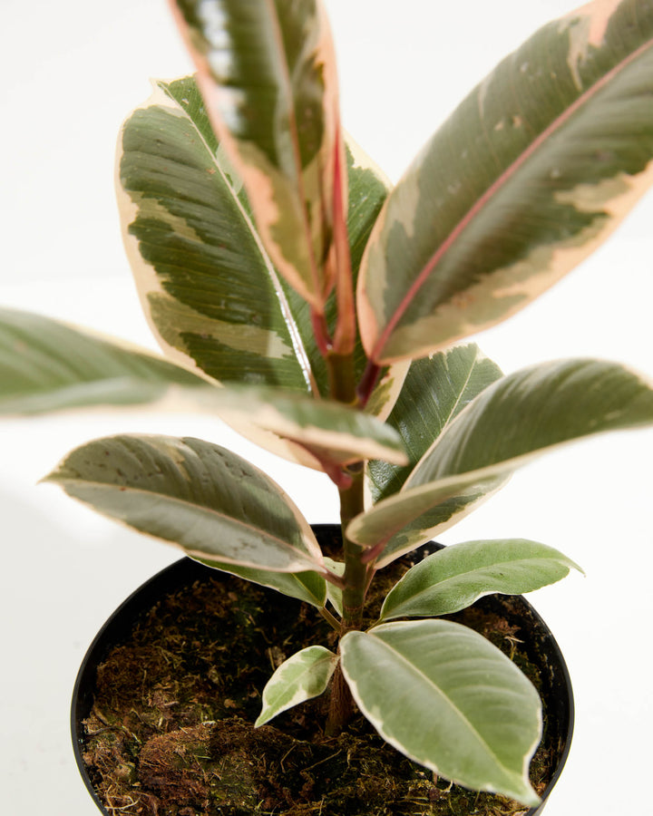Ficus Tineke Rubber Tree, Lively Root, Plant, , , , 
