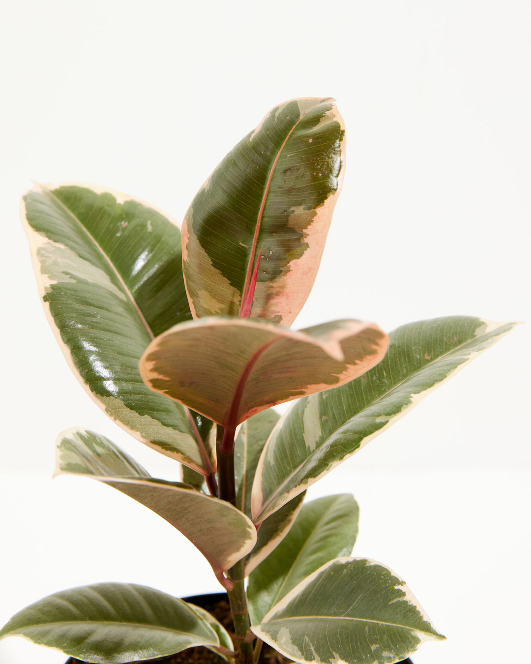 ruby rubber tree vs tineke Ficus Tineke for Sale Including Care Guide & Growing Tips