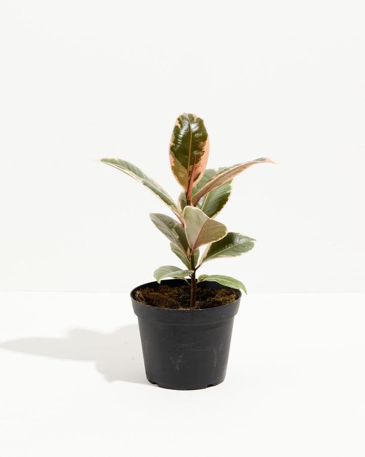 Ficus Tineke Rubber Tree, Lively Root, Plant, Size, Medium, , 