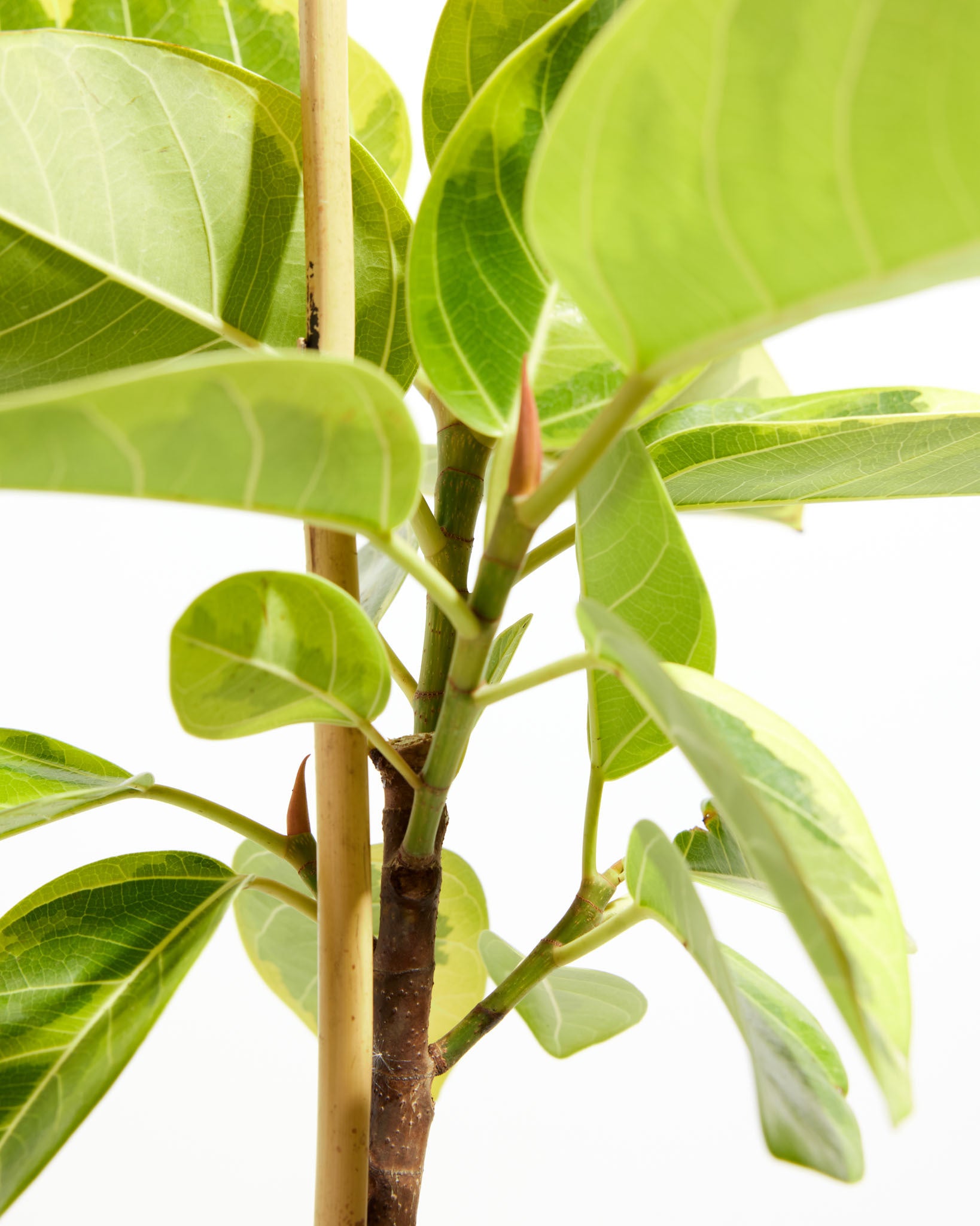 Ficus Yellow Gem for Sale: Radiant Leaves for a Cheerful Home