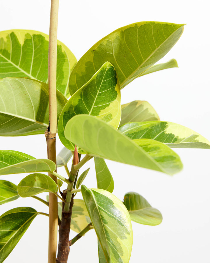 yellow lime rubber tree Ficus Yellow Gem for Sale: Radiant Leaves for a Cheerful Home