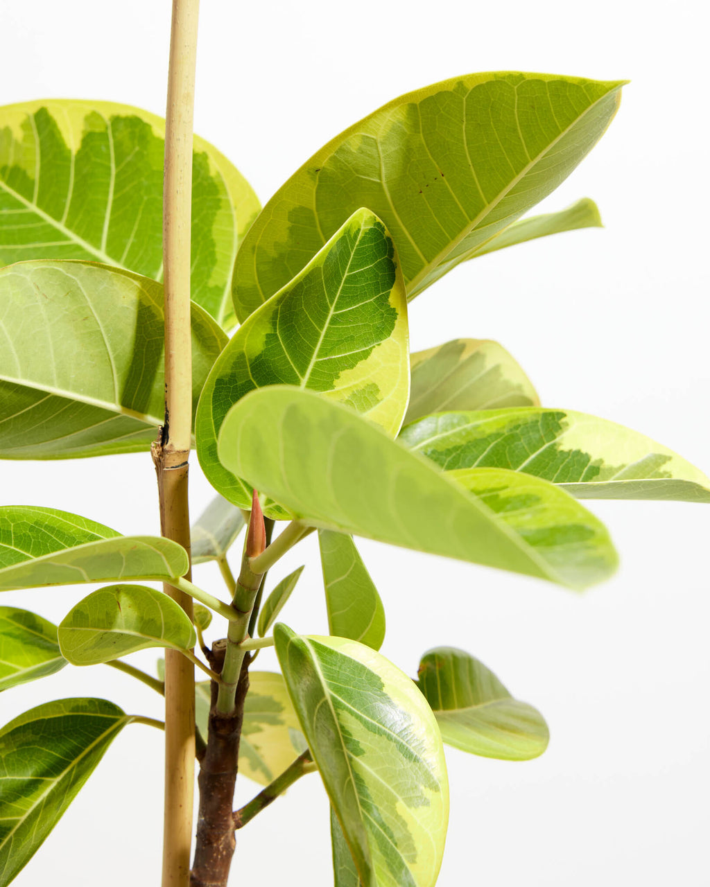 Ficus Yellow Gem for Sale: Radiant Leaves for a Cheerful Home