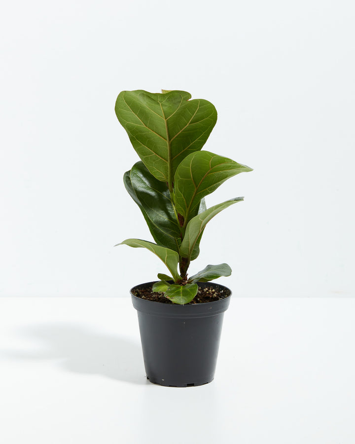 fiddle leaf fig kopen Fiddle Leaf Fig Tree | Ficus Lyrata