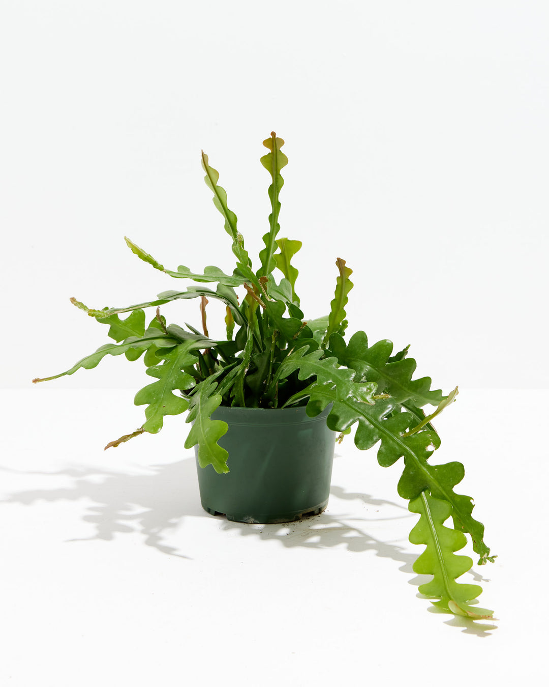 Ric Rac Cactus Roots Ric Rac Cactus | Zig Zag Stem Plant | Lively Root