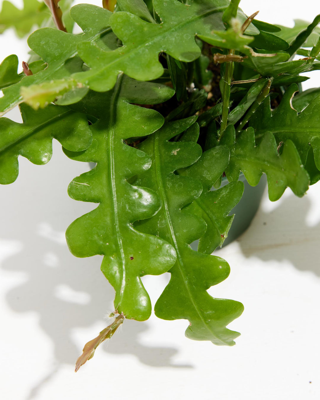 rick rack plant Ric Rac Cactus | Zig Zag Stem Plant