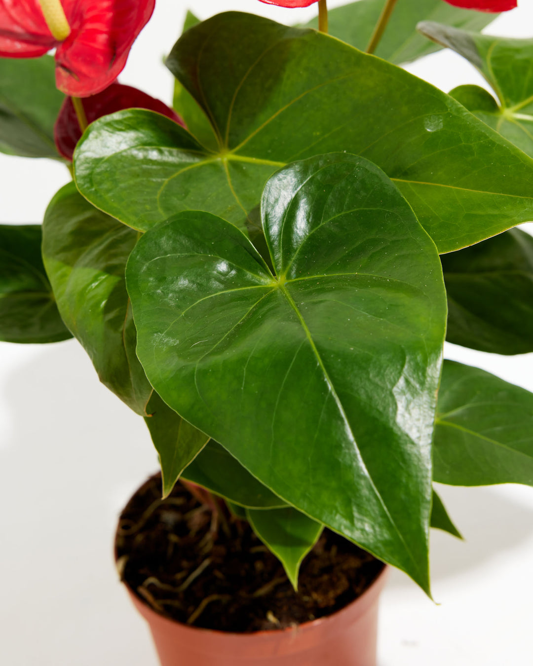 anthurium or flamingo flowers Flamingo Flower For Sale Including Care Guide