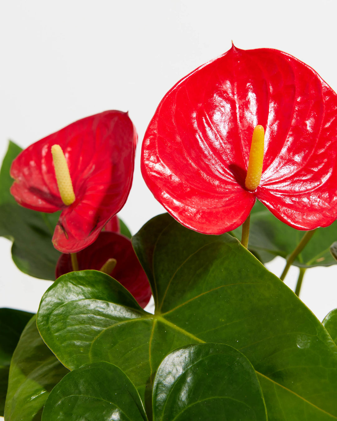 red lily plant anthurium Flamingo Flower For Sale Including Care Guide