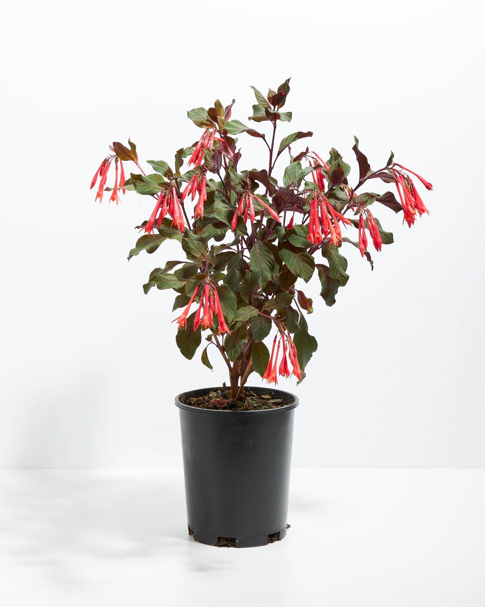 Fuchsia Plant - Fred Meyer