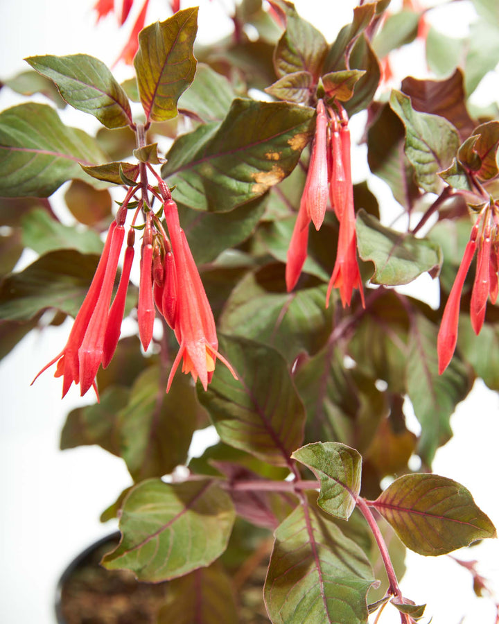 Fuchsia Gartenmeister Plants As Gifts Lively Root